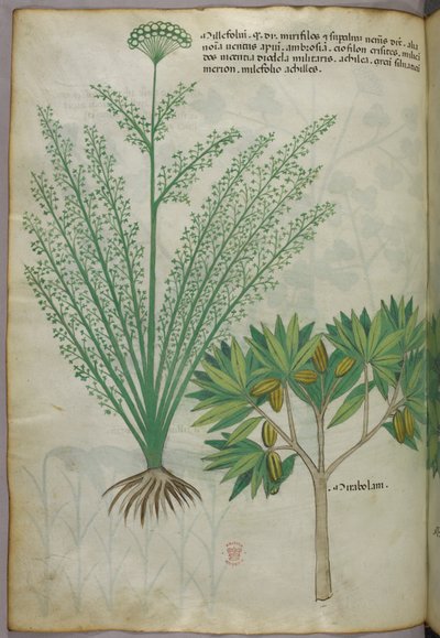 Botanisk illustration, ca 1440 (bläck  färg på pergament) av Italian School