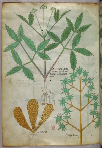 Botanisk illustration, ca 1440 (bläck  färg på pergament) av Italian School