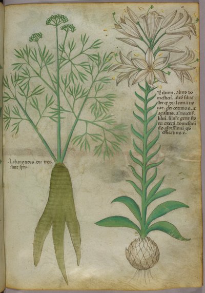 Botanisk illustration, ca 1440 (bläck  färg på pergament) av Italian School