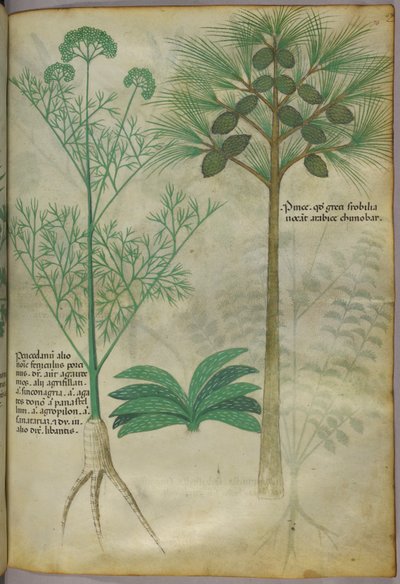 Botanisk illustration, ca 1440 (bläck  färg på pergament) av Italian School