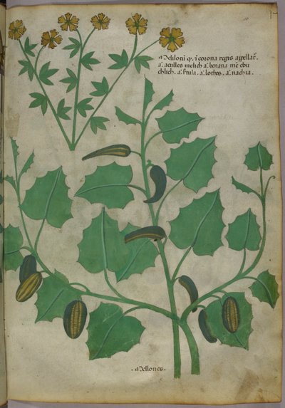 Botanisk illustration, ca 1440 (bläck  färg på pergament) av Italian School