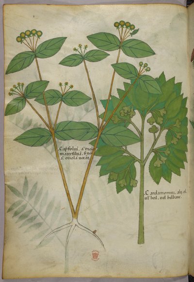 Botanisk illustration, ca 1440 (bläck  färg på pergament) av Italian School