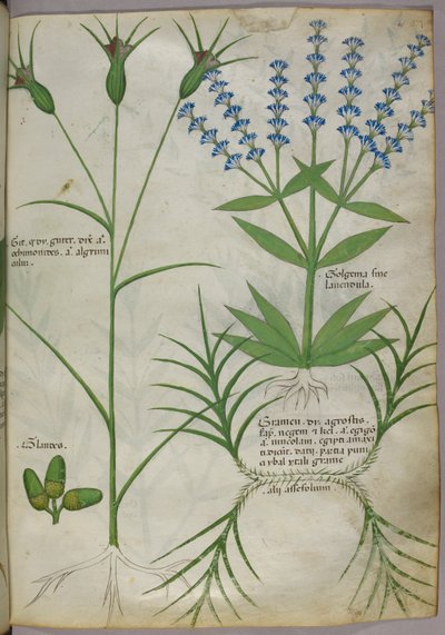 Botanisk illustration, ca 1440 (pergament), ca 1440 (bläck  färg på pergament) av Italian School