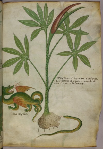 Botanisk illustration av en växt, en drake och en orm, ca 1440 (tusch  färg på pergament) av Italian School