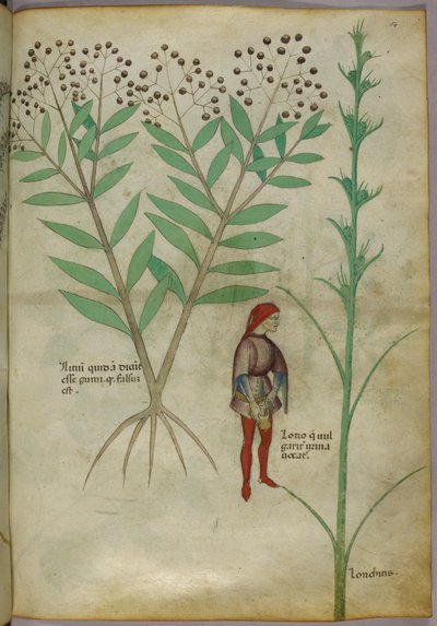 Botanisk illustration av en växt och en man som urinerar i en kruka, ca 1440 (bläck & färg på papper) av Italian School