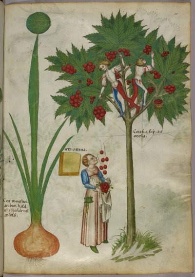 Botanisk illustration av en växt och pojkar som står i grenarna på ett fruktträd och plockar frukt och kastar ner till en kvinna som står nedanför, ca 1440 (bläck och färg på pergament) av Italian School