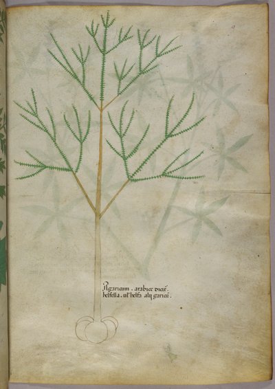 Botanisk illustration av en växt, ca 1440 (bläck  färg på pergament) av Italian School