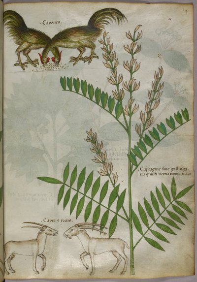 Botanisk illustration av en växt, två getter och två fåglar, ca 1440 (tusch  färg på pergament) av Italian School