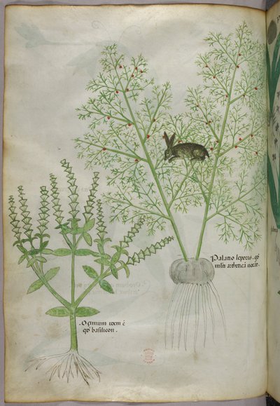 Botanisk illustration av en basilikaplanta [ocimum] och en hare bland sparris [palatio leporis], ca 1440 (tusch  färg på pergament) av Italian School