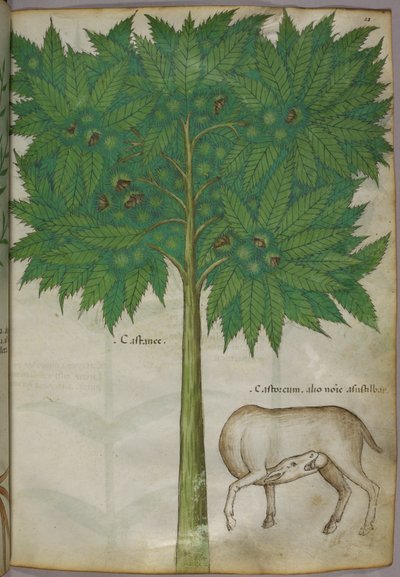 Botanisk illustration av ett träd och ett djur, ca 1440 (tusch  färg på pergament) av Italian School