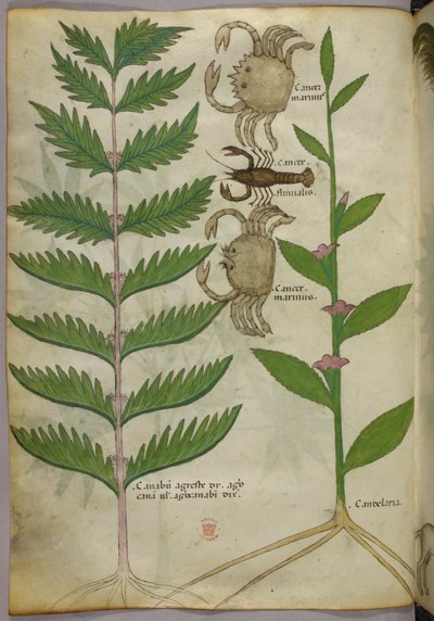 Botanisk illustration av krabbor och en skorpion, ca 1440 (bläck  färg på pergament) av Italian School