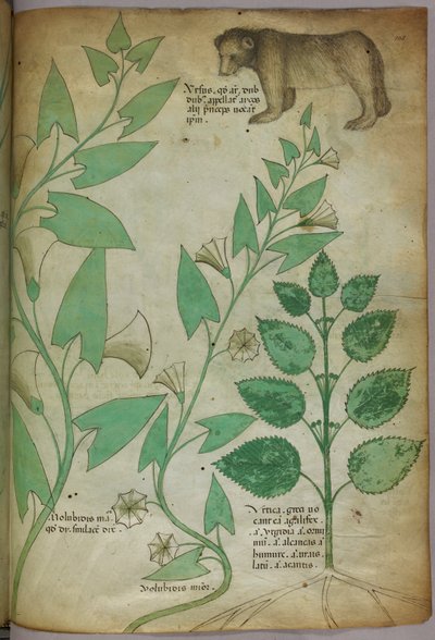 Botanisk illustration av växt med björn, ca 1440 (tusch  färg på pergament) av Italian School