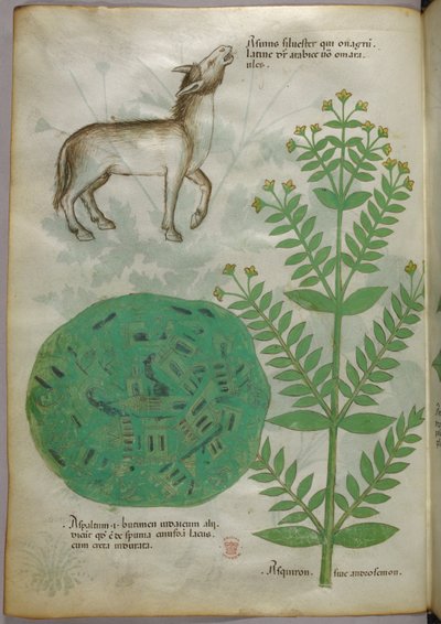 Botanisk illustration av växt med häst, ca 1440 (tusch  färg på pergament) av Italian School