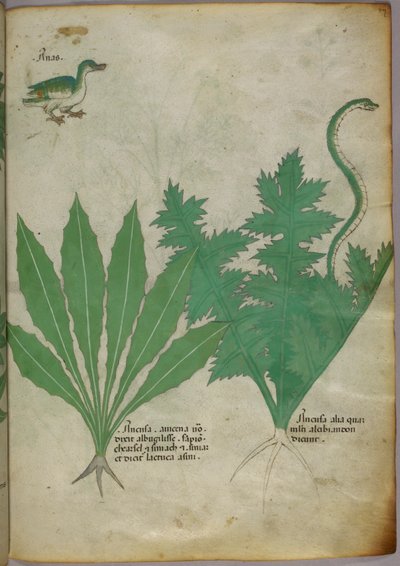 Botanisk illustration av växter, en orm och en anka, ca 1440 (tusch  färg på pergament) av Italian School