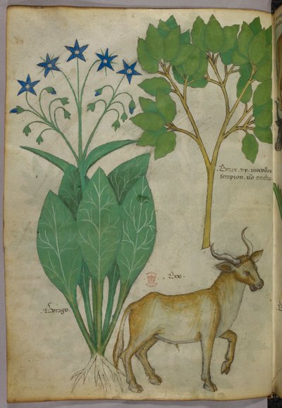 Botanisk illustration av växter och en tjur, ca 1440 (bläck  färg på pergament) av Italian School
