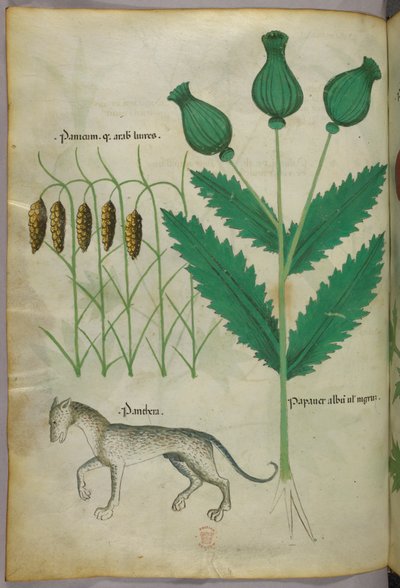 Botanisk illustration av växter och en panter, ca 1440 (tusch  färg på pergament) av Italian School