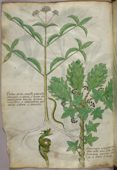 Botanisk illustration av växter och en orm, ca 1440 (tusch  färg på pergament) av Italian School