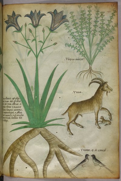 Botanisk illustration av växter, fåglar och getter, ca 1440 (tusch  färg på pergament) av Italian School