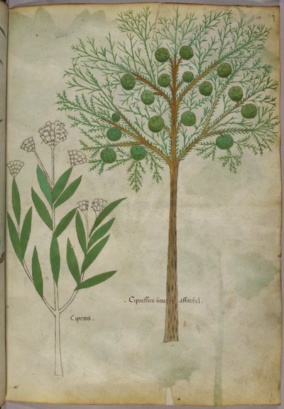 Botanisk illustration av växter, ca 1440 (bläck  färg på pergament) av Italian School