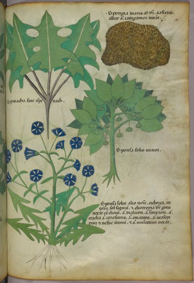 Botanisk illustration av växter, bl.a. en svamp, ca 1440 (tusch  färg på pergament) av Italian School
