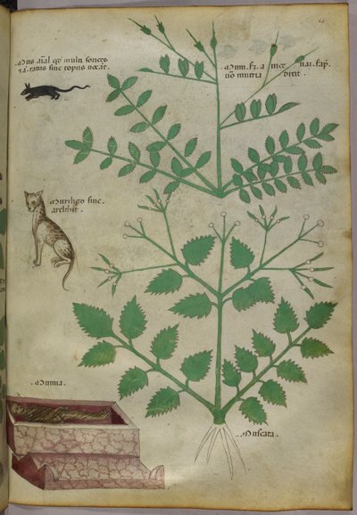 Botanisk illustration av växter med en leopard, en mus och ett lik, ca 1440 (tusch  färg på pergament) av Italian School