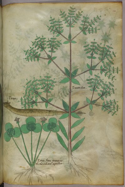 Botanisk illustration av växter med ett djur, ca 1440 (bläck  färg på pergament) av Italian School