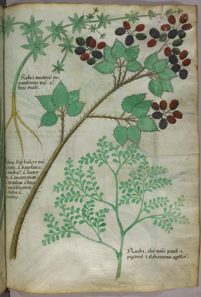 Botaniska illustrationer av krapp [rubea]; björnbär [rubus]; rue [ruta], ca 1440 (bläck  färg på pergament) av Italian School