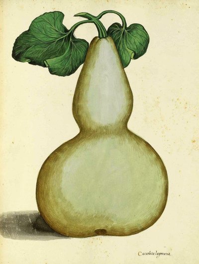 Kalebas av Ulisse Aldrovandi av Italian School