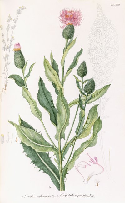 Cardus cichoraceus och Gnaphalium pendululare, 1811-1838 av Italian School
