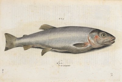 Carpione fish, illustration från 