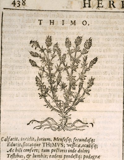 Vanlig timjan (Thymus vulgaris), gravyr av Castore Durante av Italian School