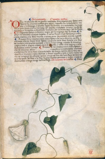 Convolvulus Plant, illustration från 