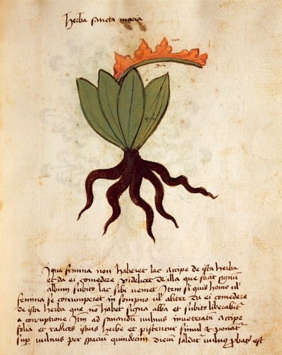 Kostbar eller balsamört (Tanacetum balsamita) av Italian School