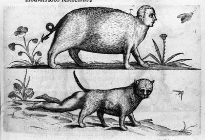 Olika typer av mänskliga monster: manticore du en katt med barnben. Gravyr från "Monstrens natur, deras orsaker och skillnader" av Fortunio Whilei (1577-1656), italiensk vetenskapsman. 1646 av Italian School