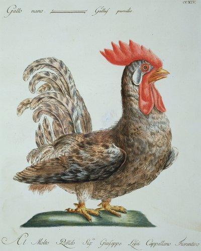 Dvärgtupp, ca 1767-76 (handfärgad gravyr) av Italian School