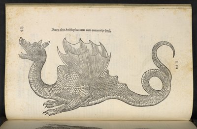 Etiopisk drake "Ormen och drakens historia bok två", Bologna av Ulisse Aldrovandi av Italian School