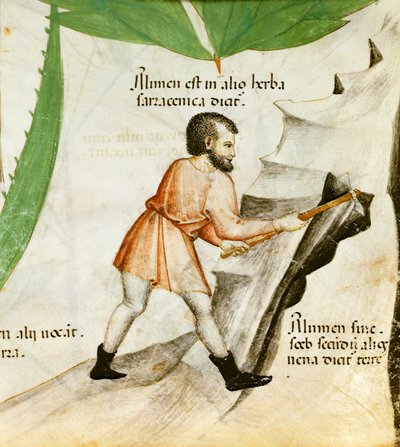 Extrahera alun, ca 1440 (färg litho) av Italian School