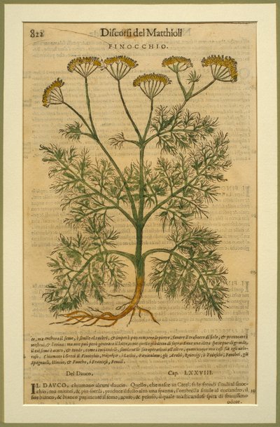 Fänkål, en botanisk platta från Discorsi av Pietro Andrea Mattioli (1501-77) publicerad i Venedig, 1570 av Italian School