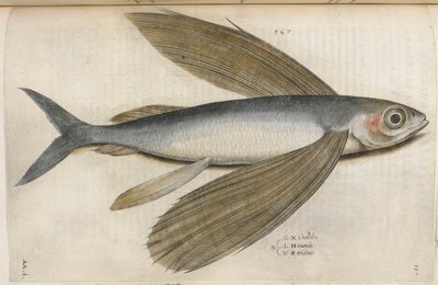 Flygfisk, illustration från 