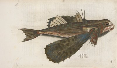 Flygfisk, illustration från 