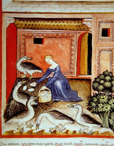 Fol.66r uppfödande gäss, illustration från Tacuinum Santiatis Codex Vindobonensis av Italian School