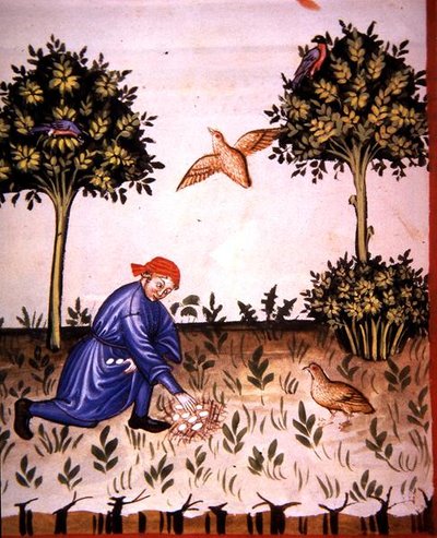 Fol.66v Samlar rapphönsägg, illustration från 