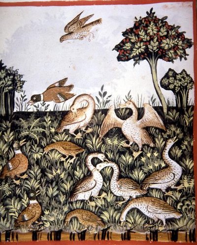 Fol.69v Ankor och gäss, illustration från 
