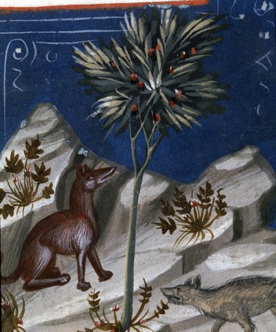Räv och en varg, illustration från "Codex Justianus", 1350 av Italian School
