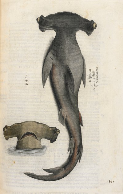 Hammarhaj, illustration från 