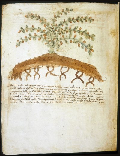 Herbarium från 1300-talet. Riminis kommunala bibliotek. av Italian School