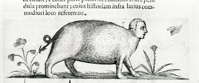 La manticore - i "Om monsters orsakers natur bok två" av Fortunio Även om av Italian School