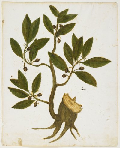 Laurel Tree (Laurus nobilis) (wc & tempera på papper) av Italian School