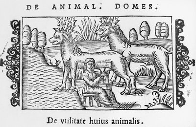 Mjölkande renar, illustration från History of the Northern Nations av Olaus Magnus (1490-1558), publicerad i Rom, 1555 av Italian School