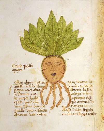 Fröken 1591 Fol. 18v. Ört Capud John Mazor (vellum) av Italian School